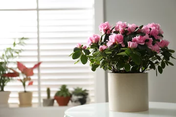 Tuinposter Mooie Azalea bloem in plantenpot op witte tafel binnenshuis, ruimte voor tekst. Huisinrichting © New Africa