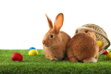 Cute bunnies and Easter eggs on green grass against white background