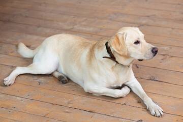 Young yellow labrador retriever lying on the wooden floor and looking away. Side view