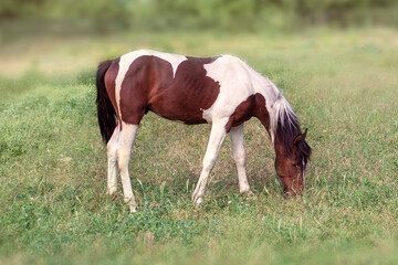 Brown and white stallion eating grass.