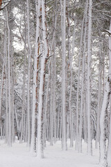Fototapeta premium Picturesque view of beautiful forest covered with snow