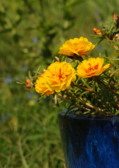 Brilliant yellow Portulaca flowers growing in a deep blue flower pot, against green background