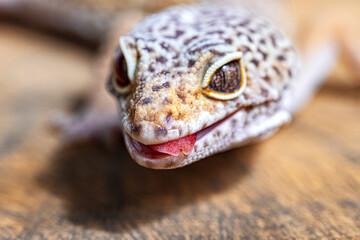 Leopard Gecko with tongue out on wooden surface. Macro