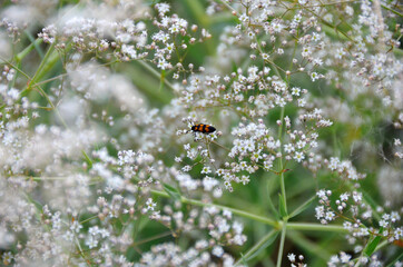 Beetle and white flowers summer