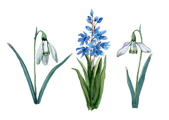 Set of spring flowers of snowdrop and blue hyacinth bush. Watercolor hand drawn isolated elements on white background for design of cards, wedding invitations, print, background, packaging, textiles.