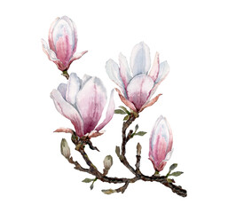 Blooming magnolia branch with pink flowers and buds. Watercolor hand drawn illustration on white background for design of cards, wedding invitations, print, textile, wallpaper.