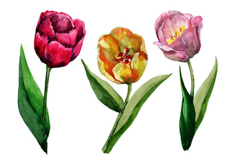 Spring flowers tulips red, pink and yellow with green leaves on the stem. Watercolor hand drawn illustration on white background for design of wedding invitations, cards, valentines, prints, textiles.