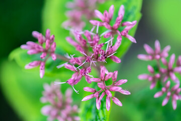 Hemp-agrimony, Eupatorium cannabinum, USA