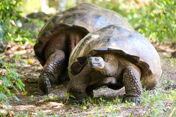Giant tortoises in the Galapagos