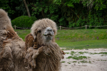 Portrait of a Bactrian Camel. Geographic Range: Its population of two million exists mainly in the domesticated form