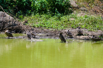 Fototapeta na wymiar Birds along the edge of a pond in the Galapagos