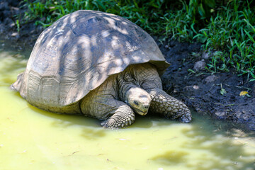 Giant tortoises in the Galapagos