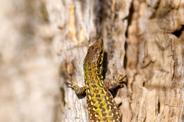 Zootoca vivipara (Lacerta vivipara) closeup portrait. An image of a Common Lizard in its natural environment