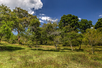 Fototapeta premium Trees and lush landscapes in the Galapagos