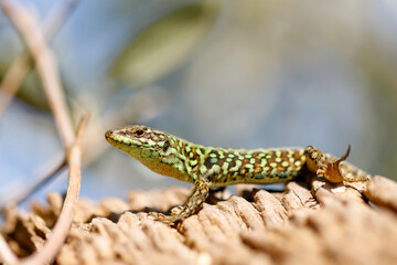 Fototapeta premium Zootoca vivipara (Lacerta vivipara) closeup portrait. An image of a Common Lizard in its natural environment