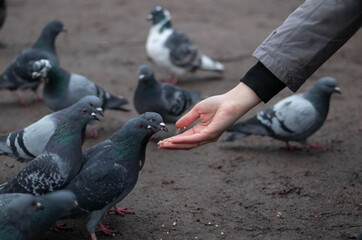 feeding bold pigeons by hand in the cold winter