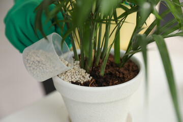 Person pouring granular fertilizer into pot with house plant at table, closeup