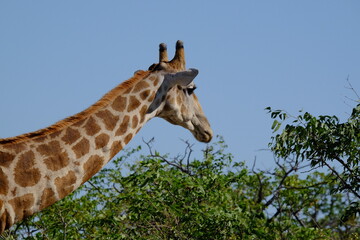Giraffe head and neck, Etosha National Park, Namibia