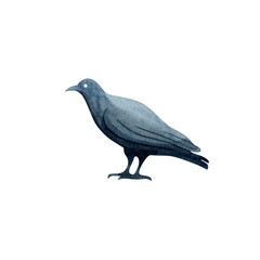 Black raven isolated on white background. Watercolor illustration. Hand drawn clipart.