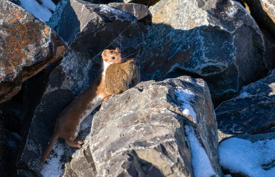 Mauswiesel auf Beutezug