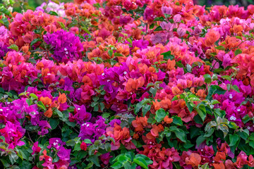 Bougainvillea in tropical garden