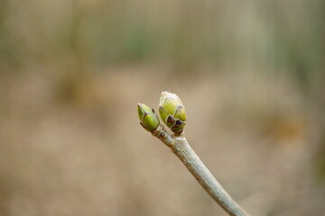 Macro photography of bud at tree at early spring beginning in forest