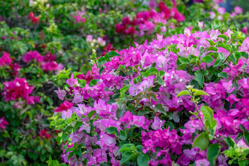 Bougainvillea in tropical garden