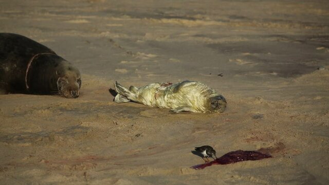 A new born Grey Seal pup (Halichoerus grypus) lying on the beach near its resting mother, whilst a Turnstone bird eats the afterbirth at Horsey, Norfolk, UK.