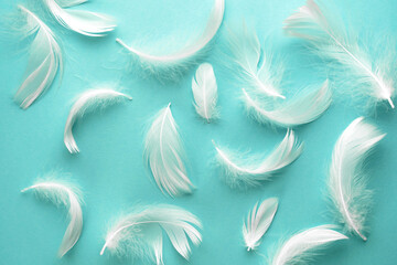Delicate fluffy feathers on a pastel blue background. Tenderness gentle wallpaper