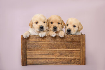 3 little puppies sit in a wooden box on the background