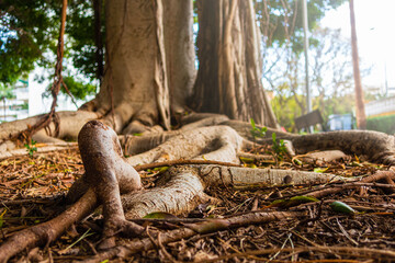 Roots of a large Ficus, on a ground full of dry leaves, in an urban park with soft evening light.