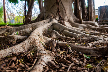 Fototapeta na wymiar Roots of a large Ficus, on a ground full of dry leaves, in an urban park with soft evening light.