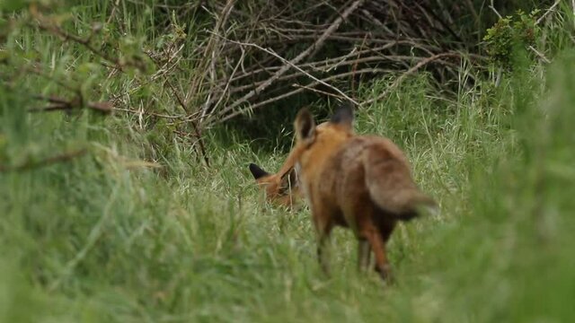 A vixen Red Fox and her cute cubs, Vulpes vulpes, are feeding at the entrance to their den. A few scuffles break out over the food.	