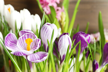Beautiful fresh spring crocus flowers, closeup view