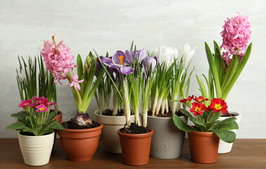 Different flowers in ceramic pots on wooden table