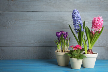 Different flowers in ceramic pots on light blue wooden table. Space for text