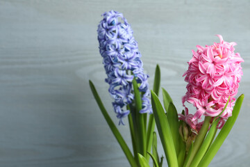 Obraz premium Beautiful hyacinth flowers on light grey wooden background