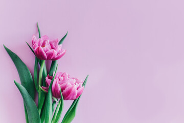 Obraz premium Tender violet tulips on pastel violet background. Greeting card for Women's day.