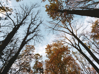 Look up autumn season tall trees with yellow leaves on sky framed with clouds, scenic natural forest background