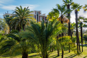 Chinese windmill palms (Trachycarpus fortunei) and palms trees Canary Island Date Palm (Phoenix...