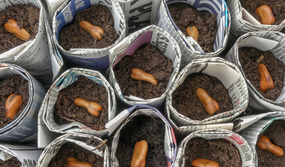 Freshly planted Broad Bean vegetable seeds in hand made recycled newspaper plug pots. Sitting on a bed of organic compost. Abstract landscape image with scope for text. England. - 416613204