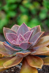 Ghost plant, succulent