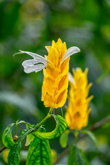 Golden Shrimp Plant, lollipop plant