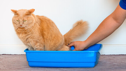 Cat's owner taking a urine sample. How to collect a feline urine specimen at home. Cute cat while urinating inside a test cup for urinalysis. Sampling urine for examine renal and urine tract health.