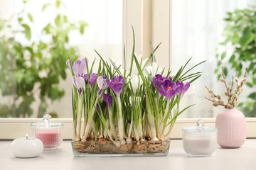 Fotobehang Krokus Beautiful blooming crocus flowers and candles on window sill  © New Africa