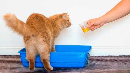 Cat's owner taking a urine sample. How to collect a feline urine specimen at home. Cute cat while urinating inside a test cup for urinalysis. Sampling urine for examine renal and urine tract health.