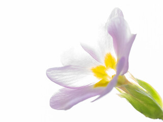 Fototapeta na wymiar Primrose flower in the back light