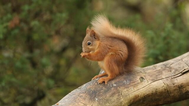 A cute young Red Squirrel (Sciurus vulgaris) feeding in the Highlands of Scotland, sitting on a branch in a tree.	