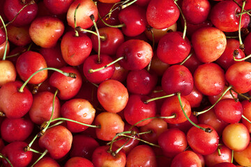 many fresh big sweet cherries super macro photo background