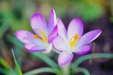 Krokusse Ostern Blumen